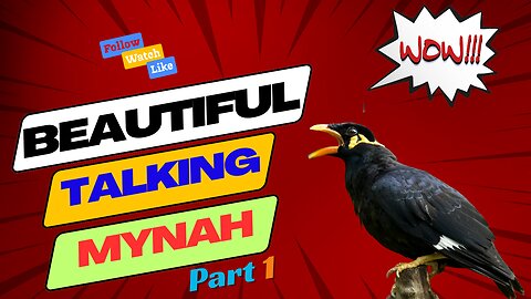 "Charming Talking Mynah | Bird's Spectacular Vocabulary!"