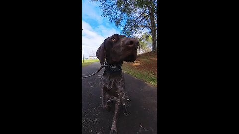 "Willow"-German ShortHaired Pointer-Dog Training