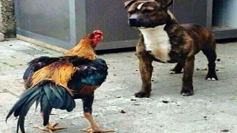 Funny Dogs Vs Chicken compilation 2022