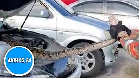 Driver in Malaysia finds huge python under the hood of his car | Works24