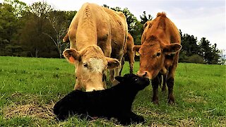 Calf takes his first wobbly steps while mom looks on