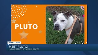 Pluto the dog is up for adoption at the Humane Society of Harford County