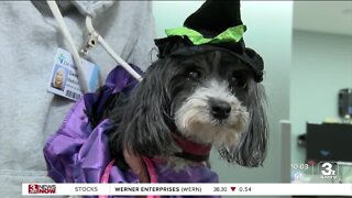 Omaha hospital calling for new volunteers to help therapy dog shortage