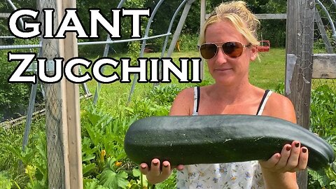 An Honest View of Growing Zucchini