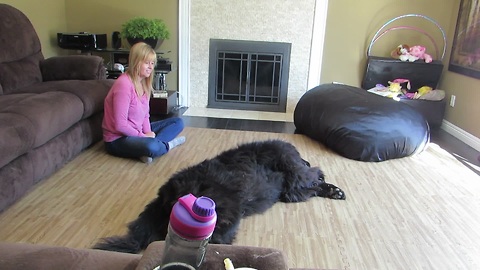 Adorable Large Newfoundland Demands A Belly Rub