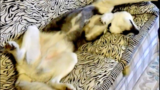 Siberian Husky sleeps in totally weird position