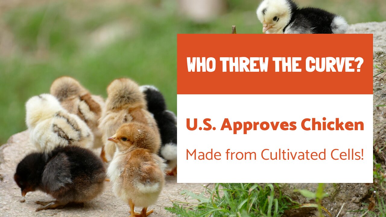 Us Approves Chicken Made From Cultivated Cells 