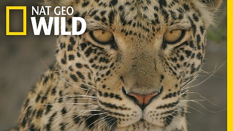 Enter the Savage Kingdom: Ultimate Predators | Watch Now on Nat Geo WILD