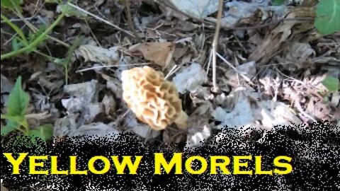 Yellow Morel Mushroom hunt with a few tips