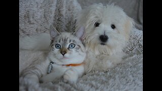 Unlikely Friendship: Astonishing Cat and Dog Duo!