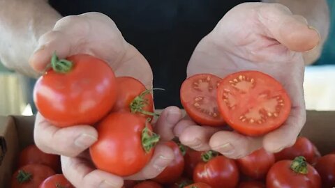 Tastiest Tomatoes