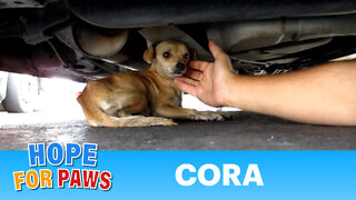 A must see dog rescue: Cora. Please share and help this video go viral.