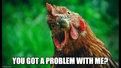 How Do Chickens Say Hello ?!?! Oh Dear…
