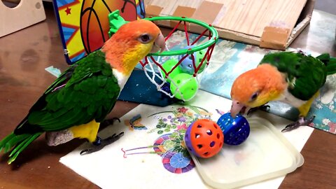 Performance of two Parrot playing basketball 🏀