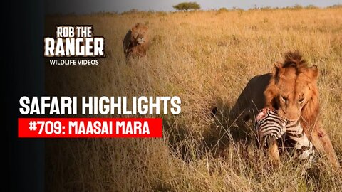 Safari Highlights #709: 23 August 2022 | Lalashe Maasai Mara | Latest Wildlife Sightings