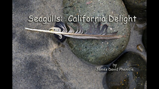 Seagulls: A California Delight