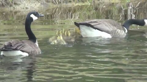 Canada Geese Goslings... we've got 3 families this year May 15th, 2022