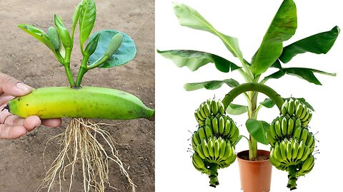 🍌🌱✨ Unleash the Magic: Jackfruit Grafting with Aloe Vera in Banana Fruit! 🍌🌱🌳 #FruitGrafting #asmr