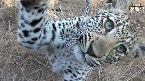 Inquisitive Leopard Cub Slaps The Camera | Incredible Wildlife Interaction