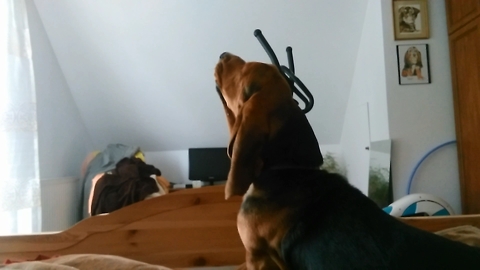 The behavior of a typical Basset Hound