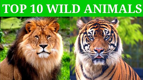 beautiful wild animals callection Lion|Tiger|Elephant|Fox