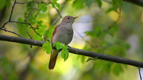 Bird Singing Deep Healing Music For The Body