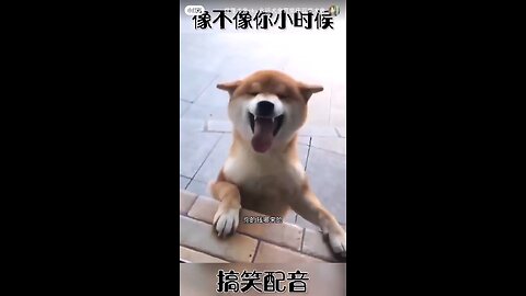 Funny pet dog