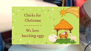 Chicks for Christmas ~ We are hatching eggs!