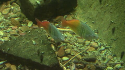 A Look At Boeseman's Rainbowfish