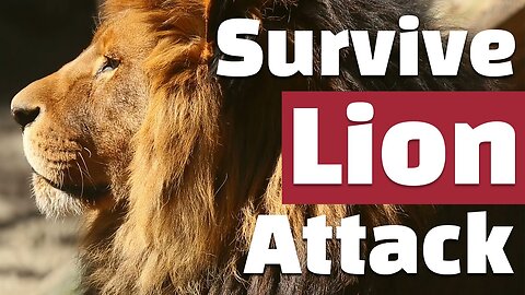 How to Survive a Lion Attack | Lion Encounter