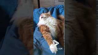 Cat looks stoned || Viral Video UK