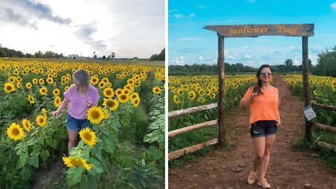 Tu peux aller te perdre dans ce géant champ de tournesols à 2 h 30 de Montréal