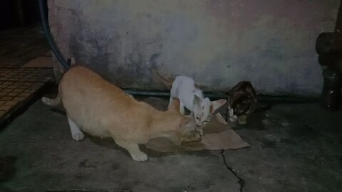 CUTE CATS EATING TOGETHER
