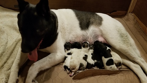 Birth of precious akita pup