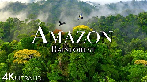 Amazon Rainforest | Nature Relaxation Video With Relaxing Music | Nature Documentary