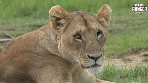 Rekero Breakaway Lion Pride At The Mara River | Lions Of The Maasai Mara | Zebra Plains