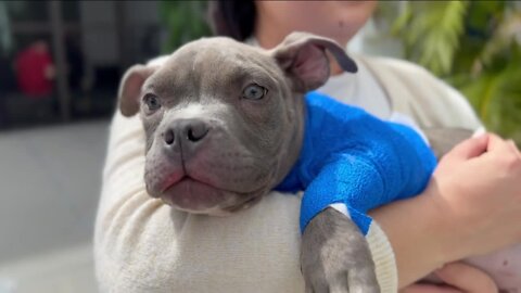 VIDEO: Humane Society of Tampa Bay finds injured dog tossed over 6-foot fence