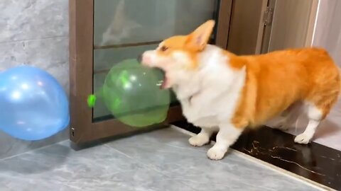 Cute puppy play with ballon attacks enjoying