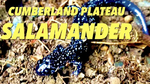 Cumberland Plateau Salamander