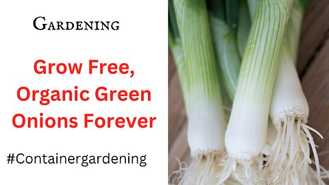 How to Grow Free, Organic Green Onions (scallions, spring onions) Forever!