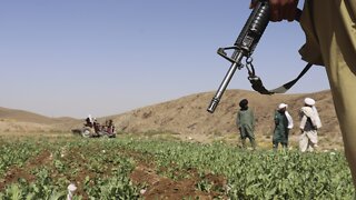 Taliban Launch Campaign To Eradicate Poppy Crop In Afghanistan