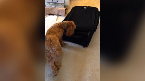 Sneaky Cat Hiding In Suitcase Keeps Dog Entertained Playing Hide And Seek For Hours