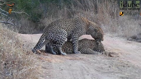 WILDlife: Pairing Pair Of Leopards On The Road