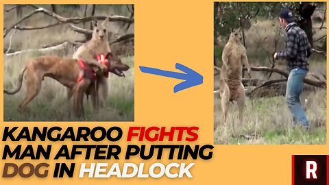 Kangaroo Fights Man After Putting Dog in Headlock