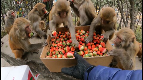 Lucky monkey ate fresh village strawberry || Helping homeless people in street || huminity