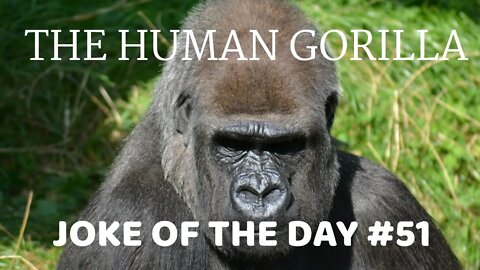 Joke Of The Day #51 - The Human GORILLA Falls In The LIONS Den