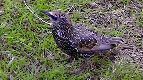 IECV NV #472 - 👀 European Starlings And House Sparrows Eating Bread Scraps 🐤🐤10-8-2017