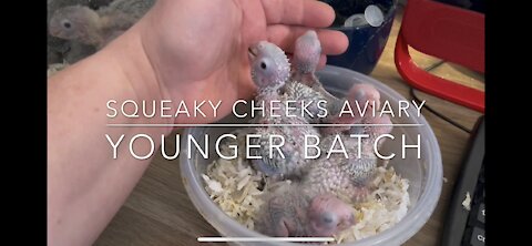 Green Cheek Conure Babies Younger Batch