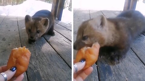 Fox eating Bread
