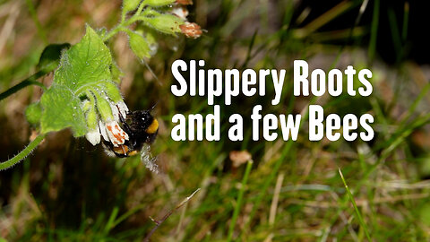 Slippery Root plants and some slow motion bees